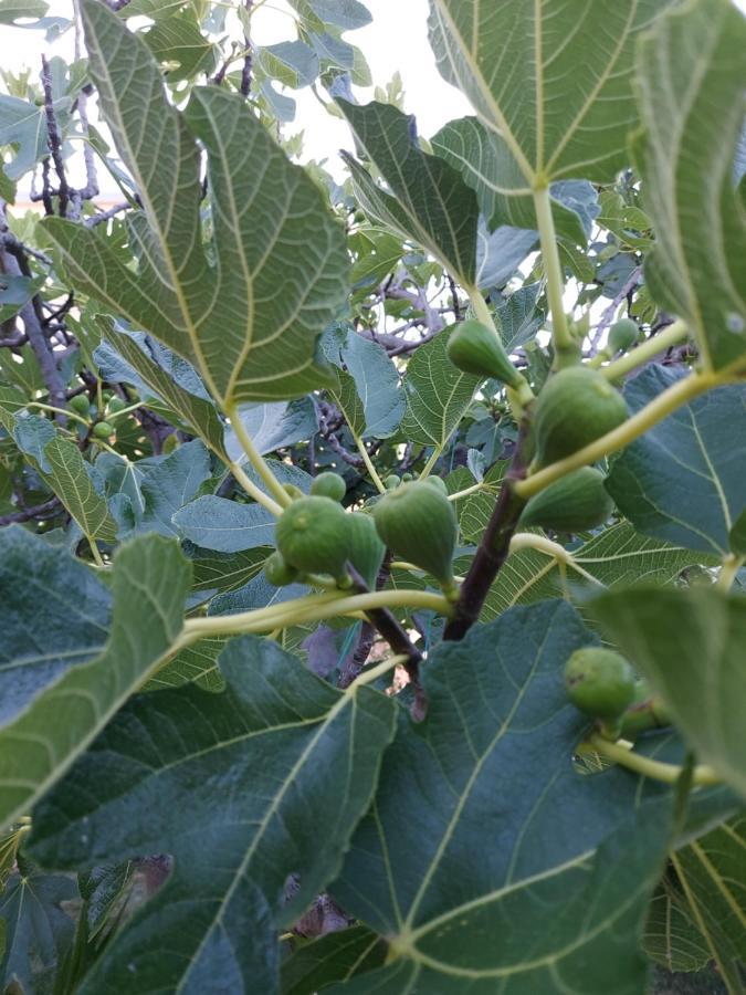 מאלי לוסיניי Villa Sommerzauber מראה חיצוני תמונה